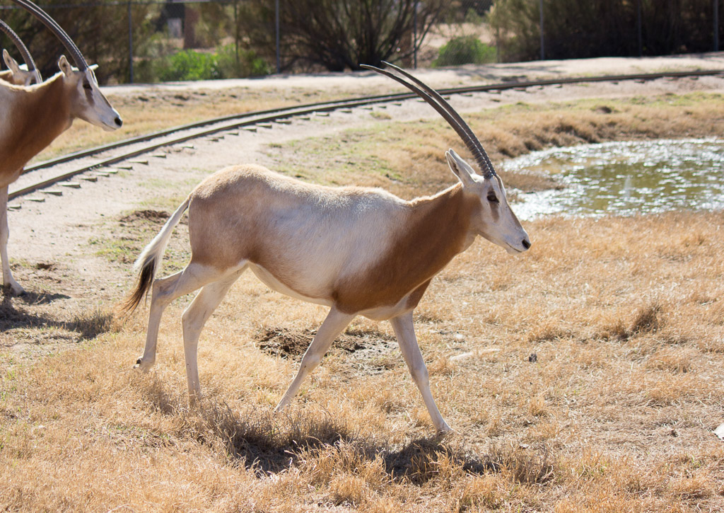Scimitar-horned Oryx at Wildlife Word Zoo