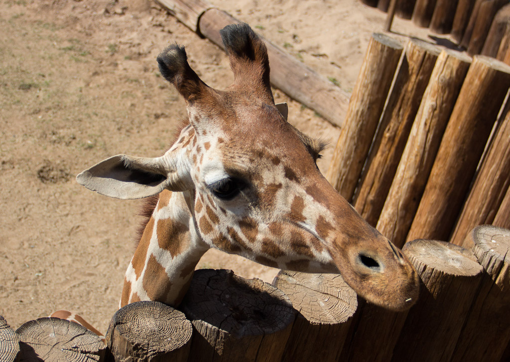 Reticulated Giraffe at Wildlife World Zoo