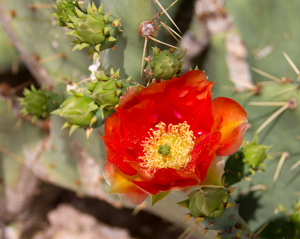 Red Prickly Pear
