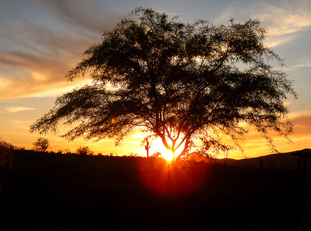 Mesquite Sunset