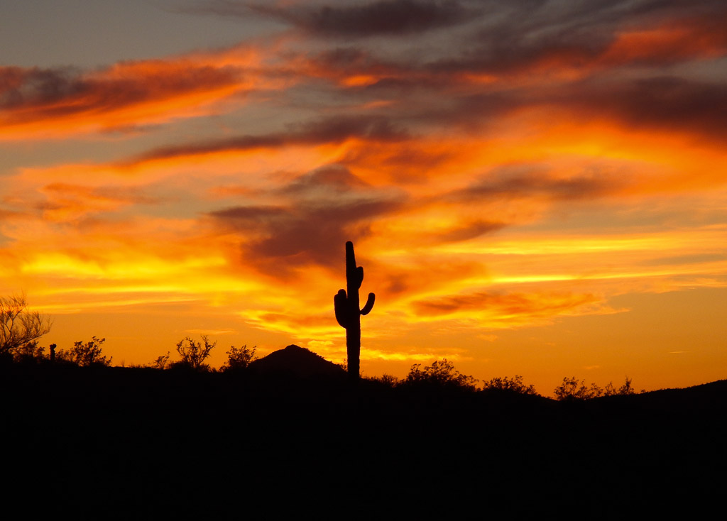 Orange Saguaro Sunset