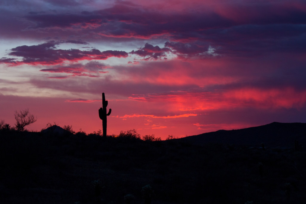Purple Saguaro Sunset