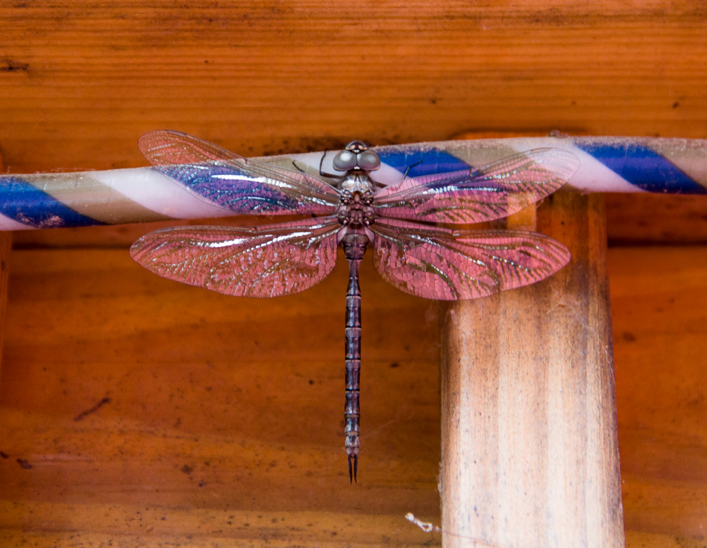Dragonfly on Light Rope
