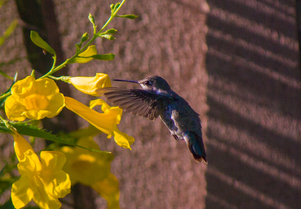 Hummingbird on Yellowbells