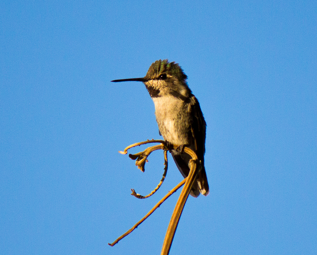 hummingbird Resting