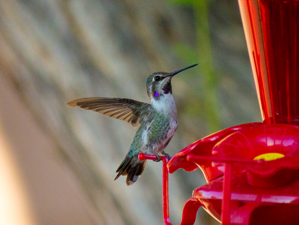 Proud Hummingbird
